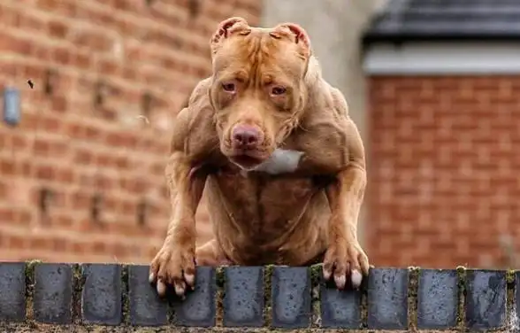 图:经过训练的肌肉狗很受姑娘们的喜爱.