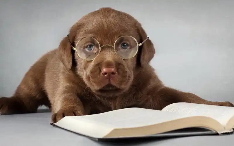 拉布拉多小狗壁纸