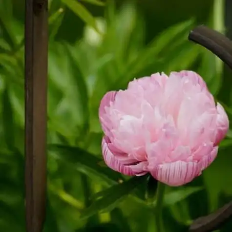 最美最吉利的适合做头像的牡丹花朵图片