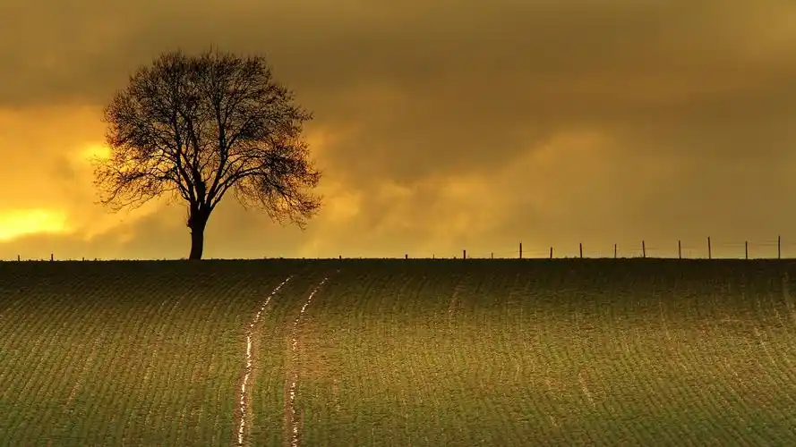 一棵孤单的树图片 第3张 尺寸:1920x1080 (天堂图片网)