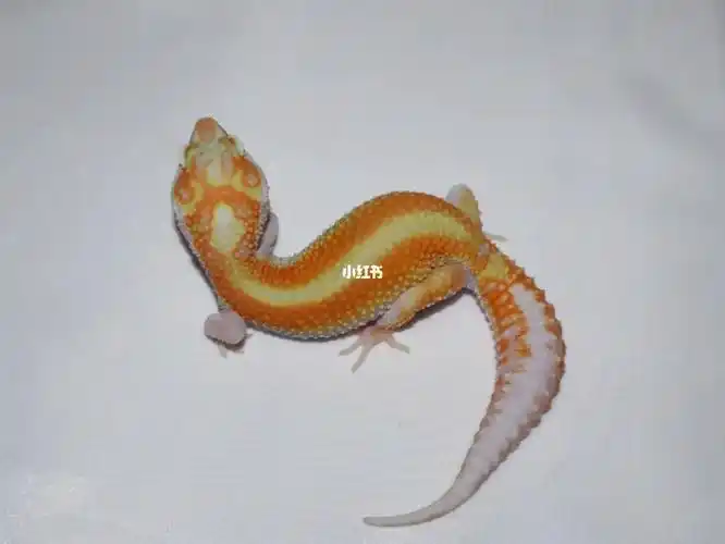 可以接一点点预定～有意私聊#守宫  #豹纹守宫  #异宠  #爬宠