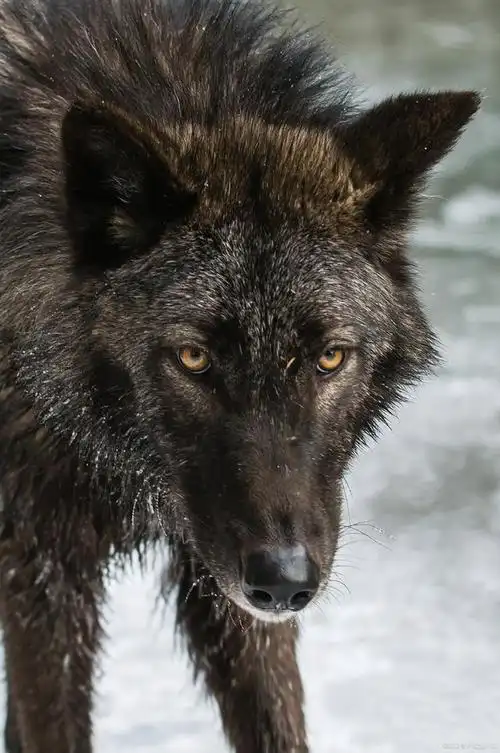 养狗的注意事项你都知道吗?