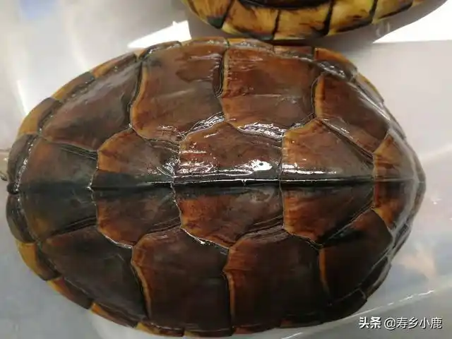 养金钱龟赚钱吗,养龟行业的分析(石金钱龟价格暴涨和暴跌的背后)