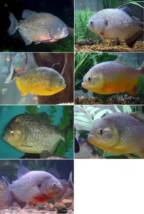 也称 a target="_blank" href="/item/食人">食人 /a>鱼,是分布于南美