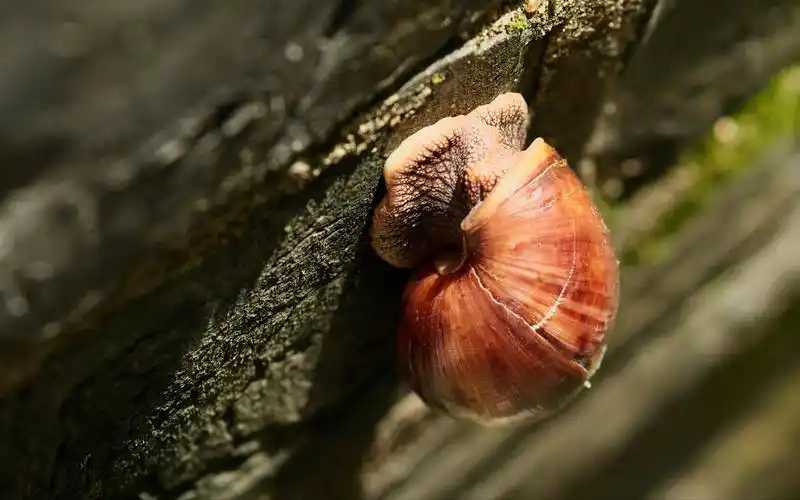 越秀山蜗牛寻亲记