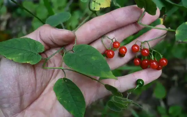 白英,别名山甜菜,白草,天灯笼,和尚头草,农村老人称为清癌草
