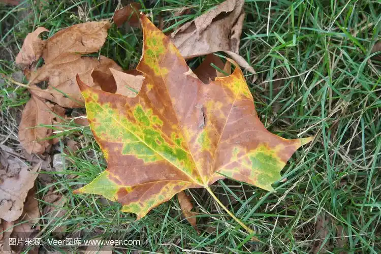 黄色,棕色和绿色梧桐树的叶子在绿色的草地上.法国梧桐occidentalis