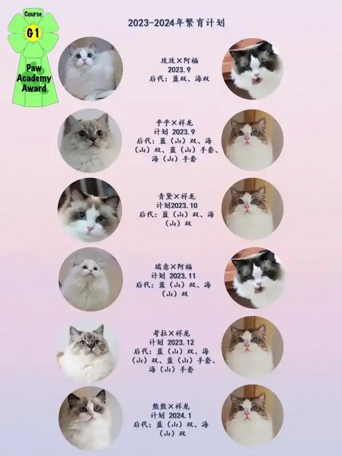 晴朗的星期五布偶猫舍繁育计划.99更新了2023下半年至20 - 抖音