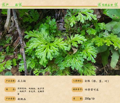 广西新鲜天然 石上柏 深绿卷柏 地侧柏 梭罗草 金龙草 龙鳞草500g