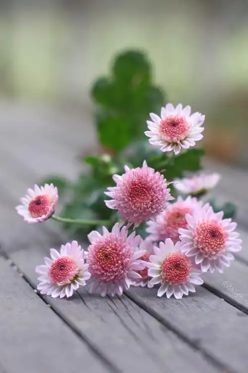 菊花菊花真是特别好养的植物了耐暑耐