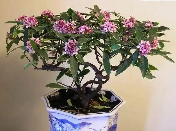 瑞香盆景的鉴赏与养护管理