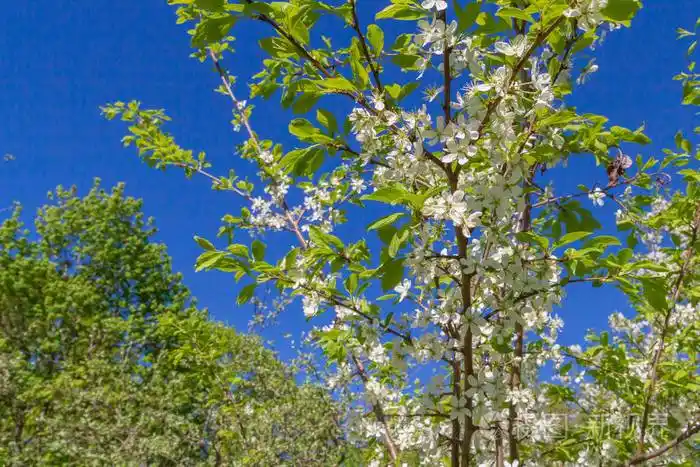 苹果树盛开在白花的春天里