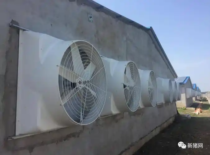 淮南首家光伏猪场内部曝光仅5名大学生管理年出栏1万头的现代化猪场