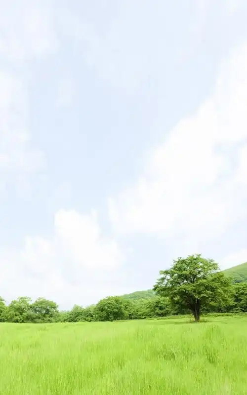 绿色清爽清新护眼养眼景色手机壁纸下载