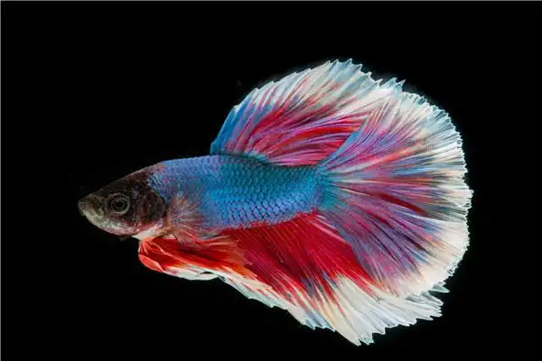 世界上最美的十种鱼