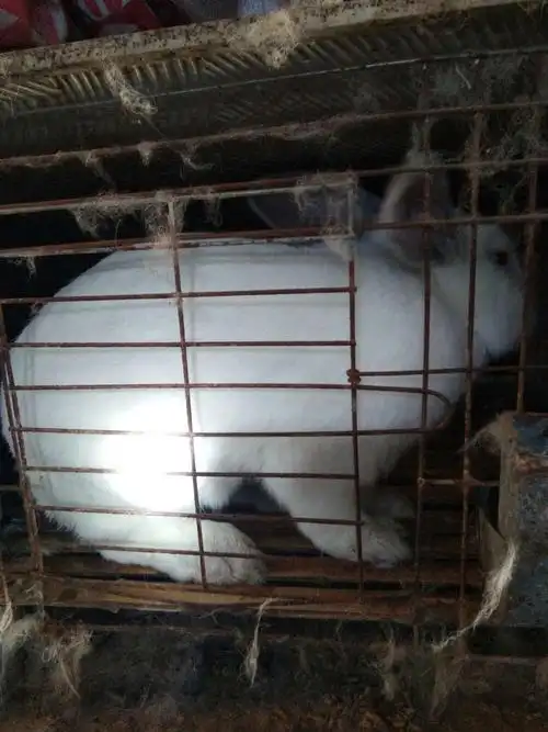 可爱的小兔子们