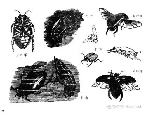黑白描线稿图——昆虫1