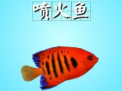 喷火鱼