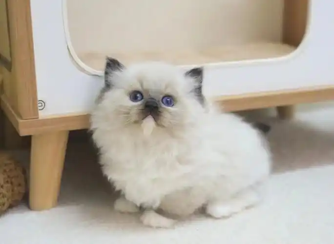 重点色布偶弟弟