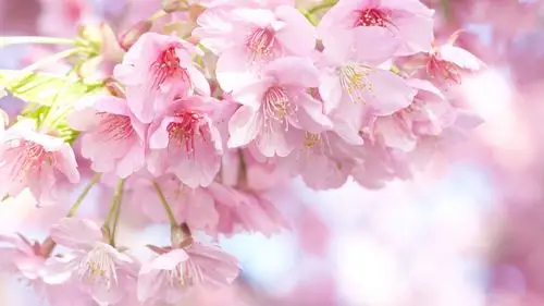 盛开的浪漫樱花壁纸_充满诗意的樱花