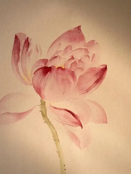 没骨画写生一支荷花