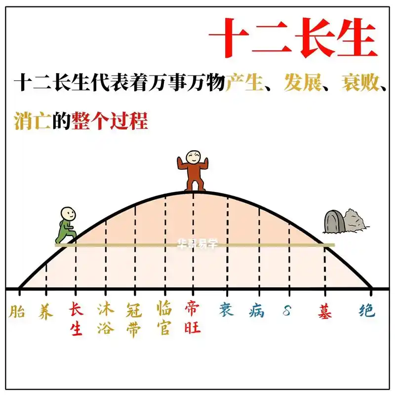 十二长生.五行的力量如同人生,都是从孕育到消失 #知识分享  - 抖音
