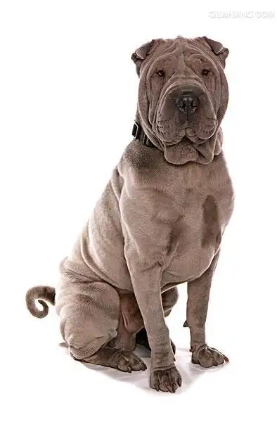 沙皮犬,英文名 sharpei,产于中国广东南海大沥镇一带,是世界名种斗狗