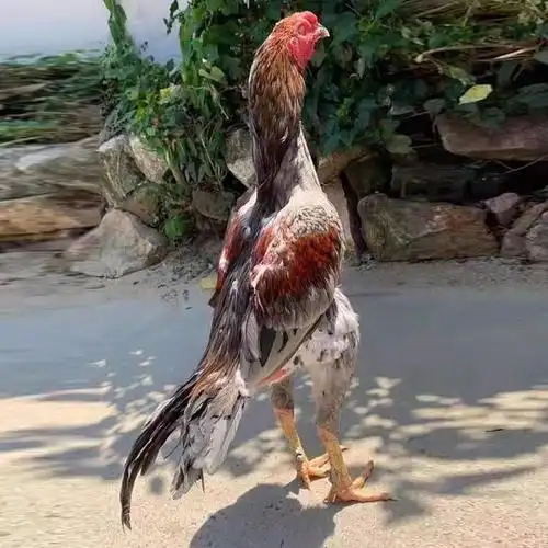 泰国斗鸡苗砚山县斗鸡云南斗鸡苗价格厂家出售