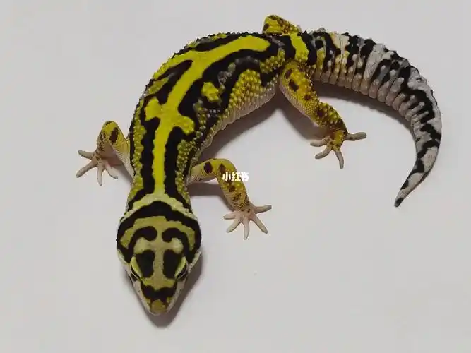 手机77a4纸直出高黄第二弹