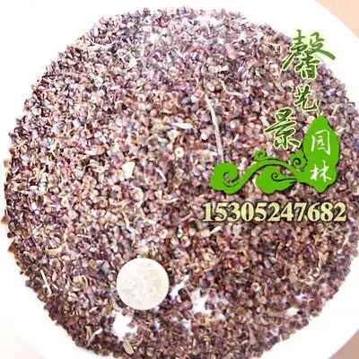 草花种子批发 当年采 金鸡菊种子 发芽率高 金鸡菊种子价格