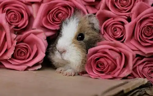 超可爱荷兰猪壁纸_清新可爱的荷兰猪