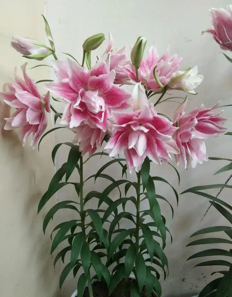 重瓣香水百合花"伊莎贝拉"—花大色美香气浓,封闭阳台也能种