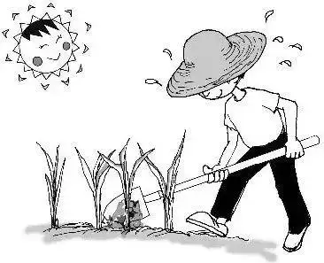 过饭,老林就像往常一样,肩扛锄头,手拿柴刀等农具,到自己的田地间除草