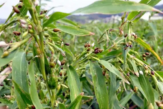草珠子为啥叫吸血珠