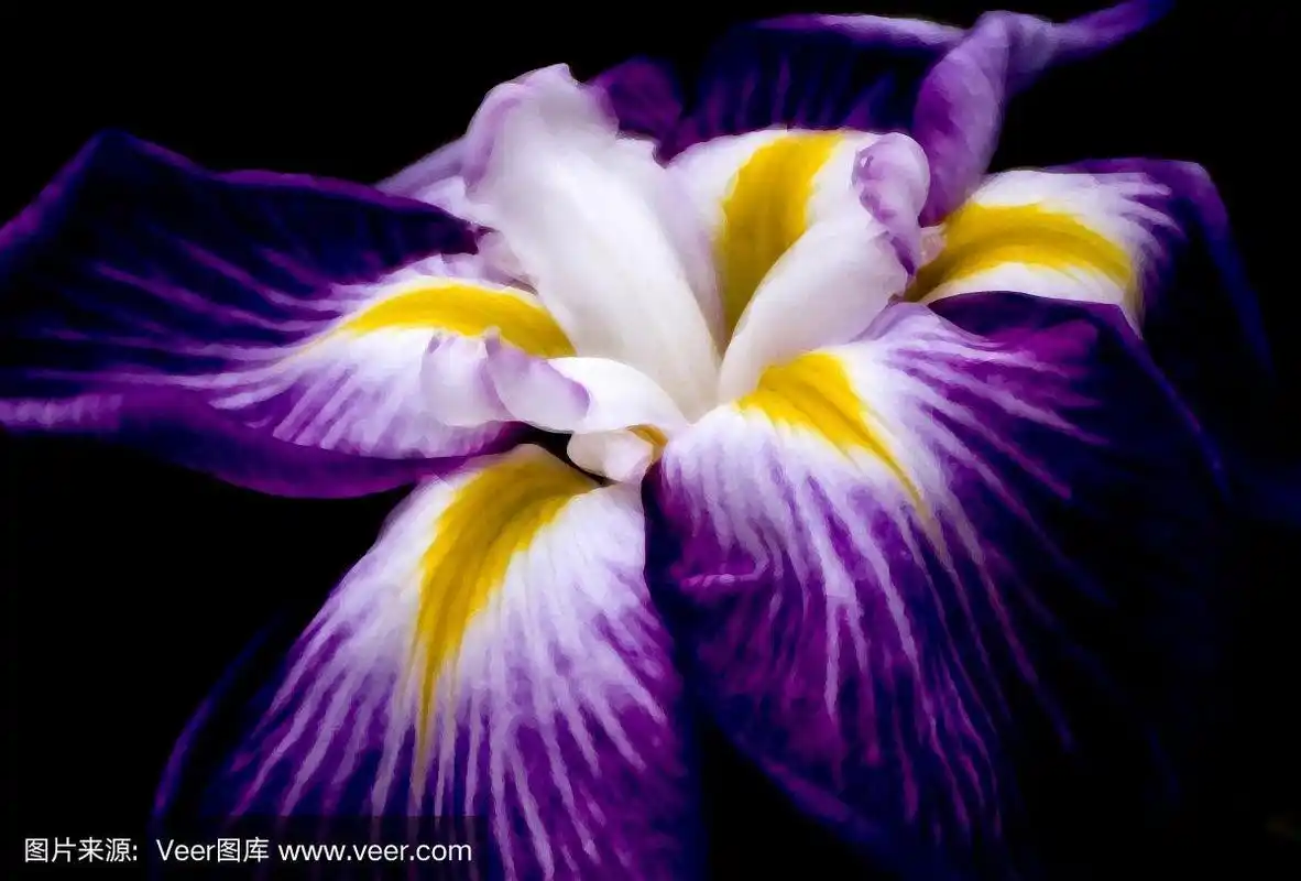 特写镜头紫色虹膜