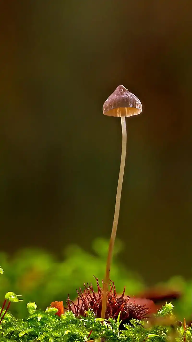 森林里的蘑菇,唯美清新治愈#背景图 #治愈 #手机壁纸 #唯 - 抖音