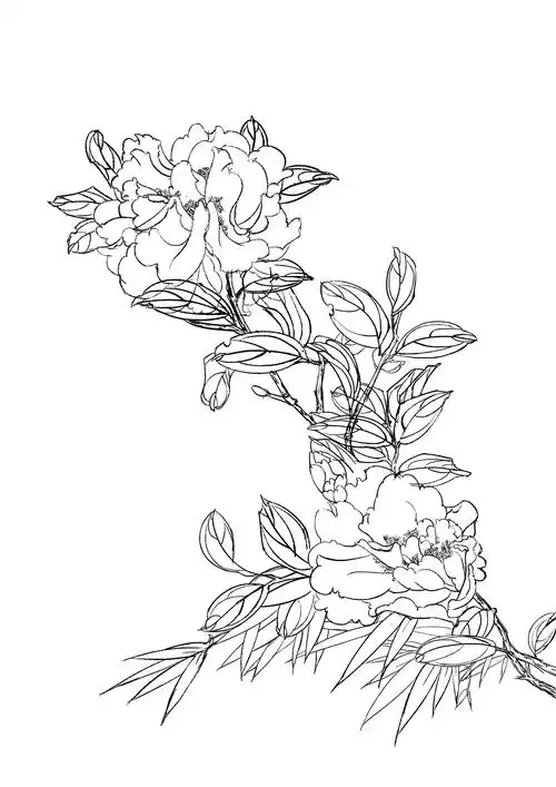 临摹线描画谱-茶花