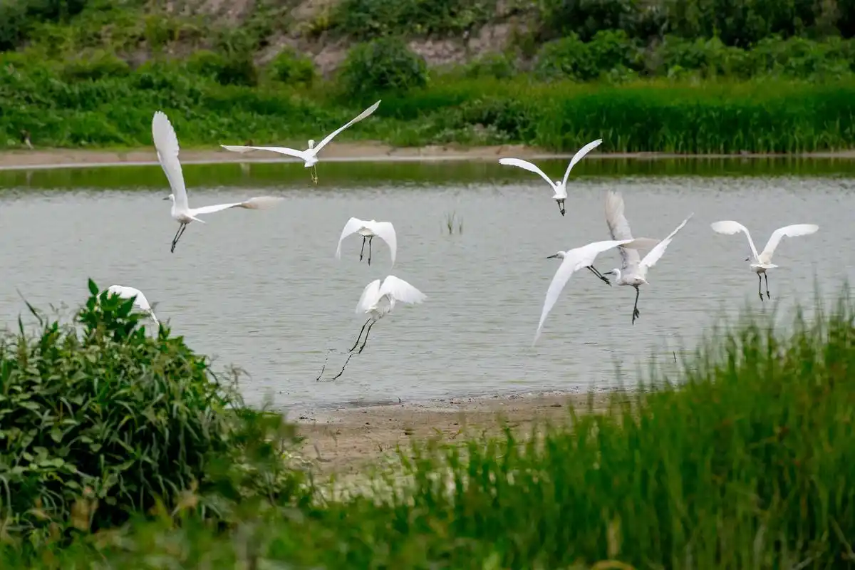 济南赏荷花面积最大的湖泊,刚刚晋升国家湿地公园,千亩荷花正妍