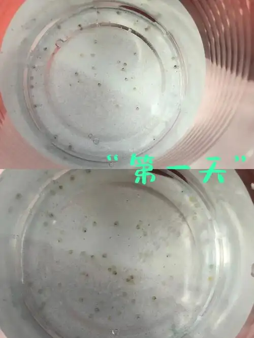 记录观背青鳉孵化记录