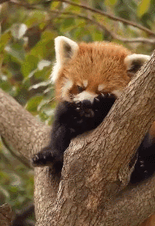 大熊猫|小动物|小熊猫_网易订阅