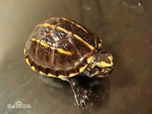 厉害了老龟!只有果核般大小——果核泥龟!