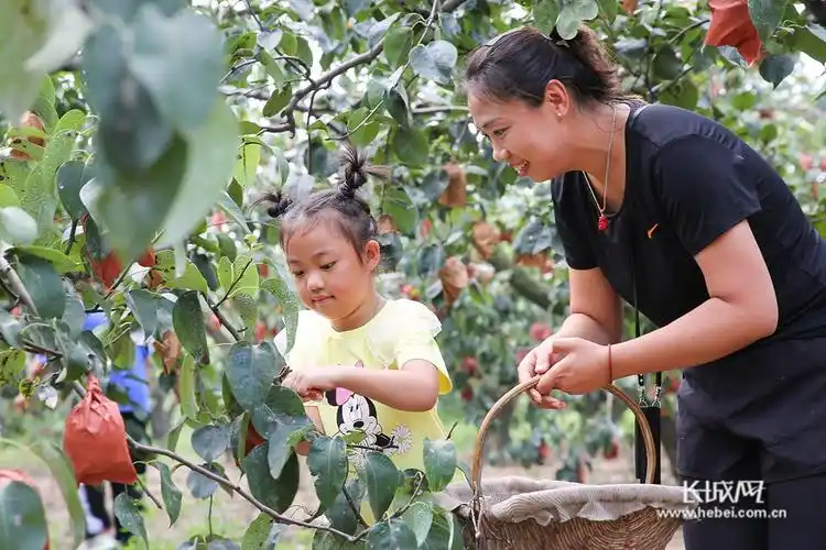 在河北省晋州市总十庄镇武邱村古树里梨园内,游客在采摘皇冠梨.