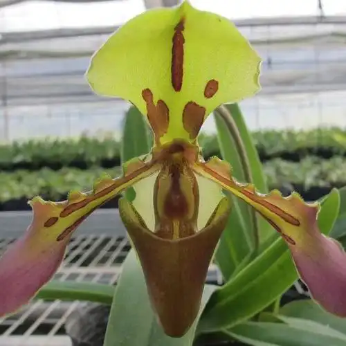 国家Ⅰ级濒危物种我国特有的珍稀兜兰虎斑兜兰