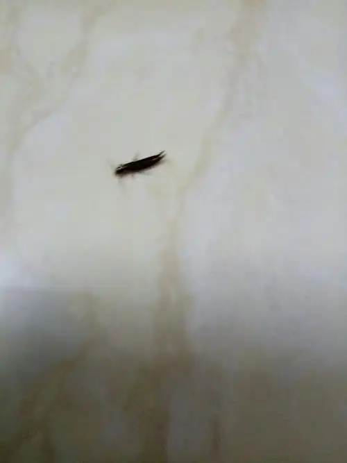 这个虫子一两毫米那样,不会飞,但是后面却有两个钩子,一碰就会弯起来