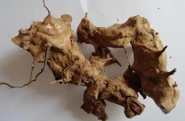 俗称"金刚藤",刀斧难砍动,价值常被人忽视,若遇到别破坏