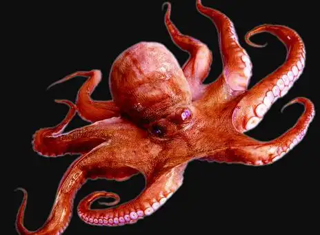 漳州真蛸章鱼热量