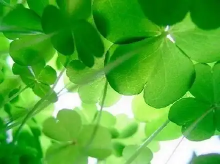 四叶草:第一片叶子代表真爱(love);第二片叶子代表健康(health);第三