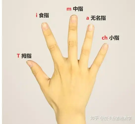 我们先认识一下右手指法及右手触弦的位置,触弦位置一般在手指头的