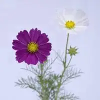 好看的花的图片 淡雅唯美_微信头像图片大全