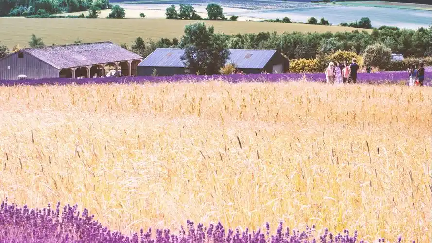 唯美的薰衣草田风景桌面壁纸高清大图预览1920x1080_风景壁纸下载_美